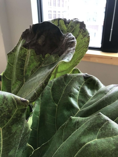 One possible reason for your fiddle leaf fig's leaves cracking could be a lack of nutrients.