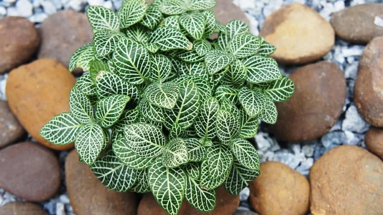 One possible reason for your fittonia leaves curling could be the pot size.