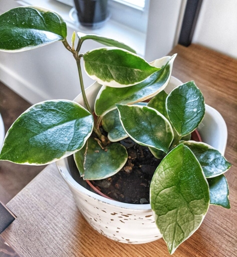 One possible reason for your hoya leaves turning yellow could be the water quality.