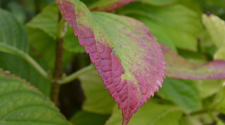 One possible reason for your hydrangea's leaves turning red is a lack of light.