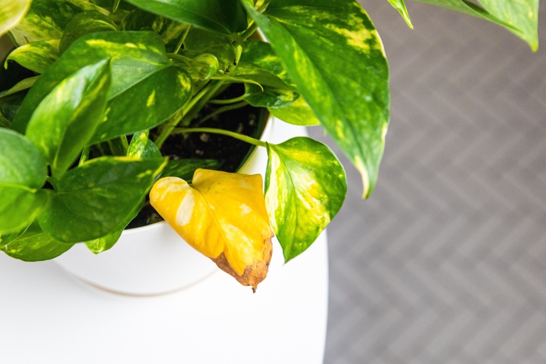 One possible reason for your Marble Queen Pothos' yellow leaves could be the water quality.
