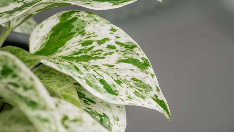 One possible reason for your Marble Queen Pothos' yellow leaves is due to natural causes such as age or too much sun exposure.