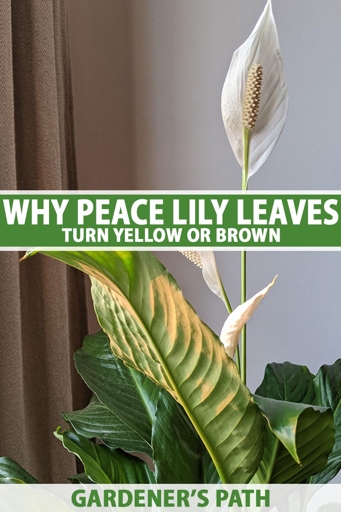 One possible reason for your peace lily's leaves turning yellow and brown is that it is not getting enough light.