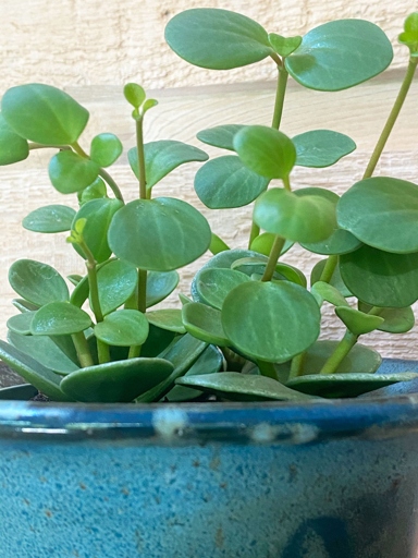 One possible reason for your peperomia leaves falling off could be the quality of your water.