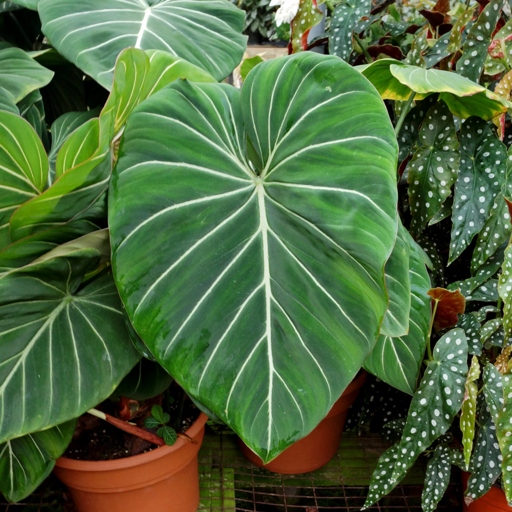 One possible reason for your philodendron's death is growth failure, which is when the plant doesn't receive enough nutrients to support its growth.