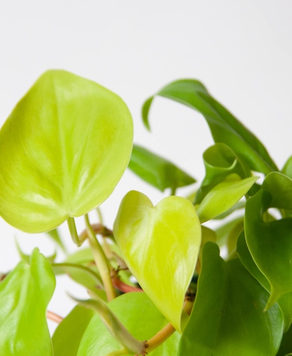 One possible reason for your philodendron's drooping leaves is low humidity.