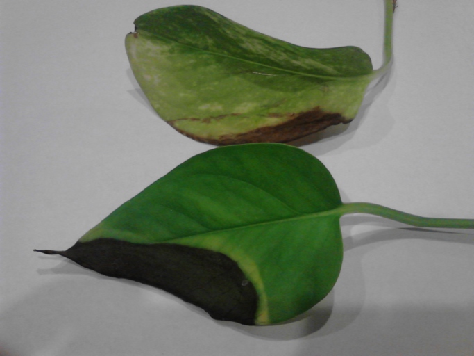 One possible reason for your philodendron's leaves turning black could be sunburn.