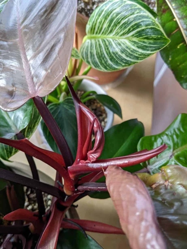 One possible reason for your philodendron's leaves turning red is a lack of light.