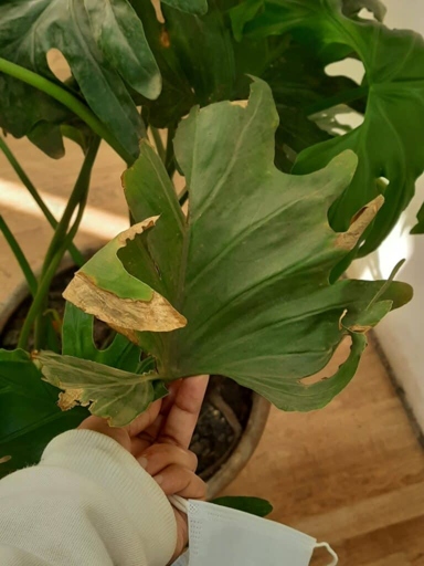 One possible reason for your philodendron's leaves turning red is an attack by pathogens.