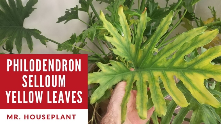 One possible reason for your philodendron's leaves turning white is a nutrient deficiency.