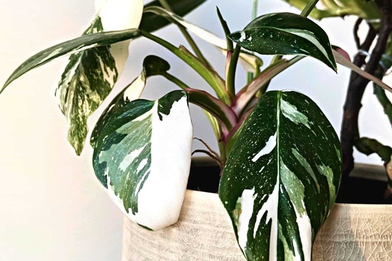 One possible reason for your philodendron's leaves turning white is temperature fluctuations.