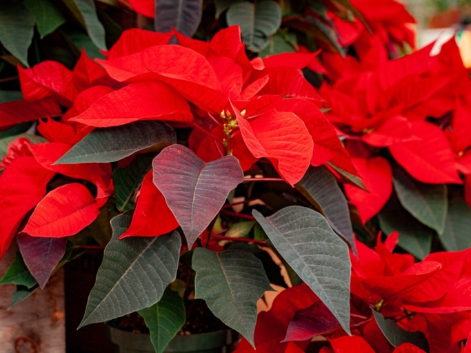 One possible reason for your Poinsettia leaves turning yellow is that it is getting too much sun.