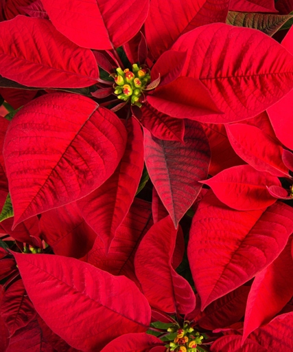 One possible reason for your poinsettia wilting could be sharp changes in temperature.