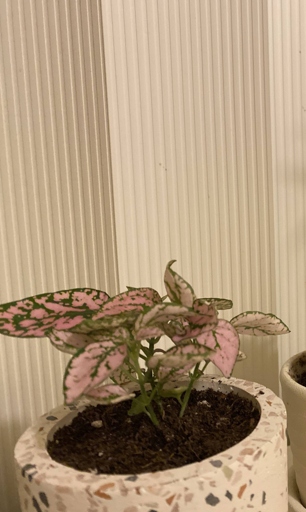 One possible reason for your polka dot plant drooping after re-potting could be that you didn't provide enough water.