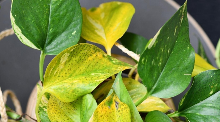 One possible reason for your pothos leaves turning white is fluctuating temperature.