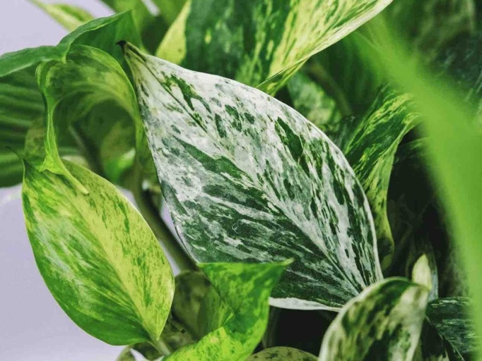 One possible reason for your pothos leaves turning white is low light level.