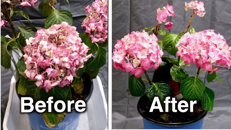 One possible reason for your potted hydrangea wilting could be cold drafts.