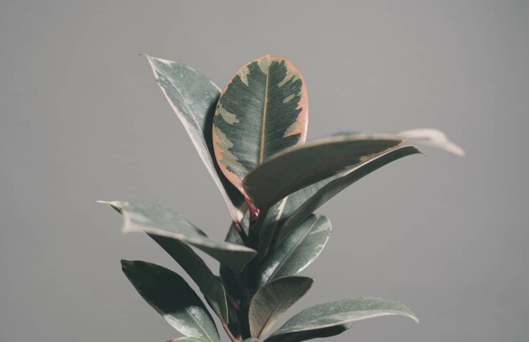 One possible reason for your rubber plant's leaves drooping is pests infestation.