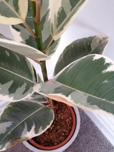 One possible reason for your rubber plant's leaves turning brown could be underwatering.