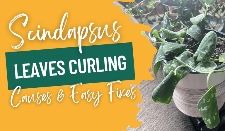 One possible reason for your satin pothos (Scindapsus) leaves curling could be low humidity.