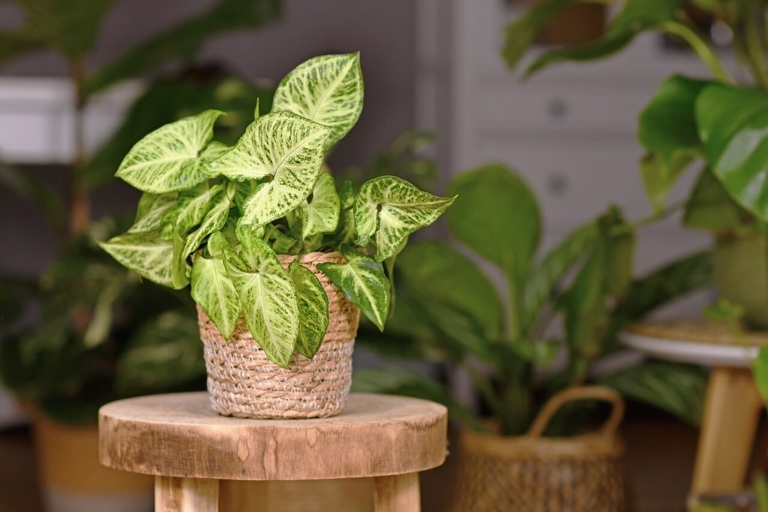 One possible reason for your Syngonium's leaves curling could be a lack of nutrients.