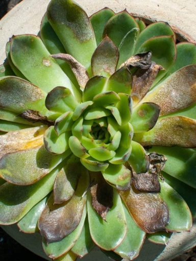 One possible reason that succulents may get diseases is because they are not getting enough light.