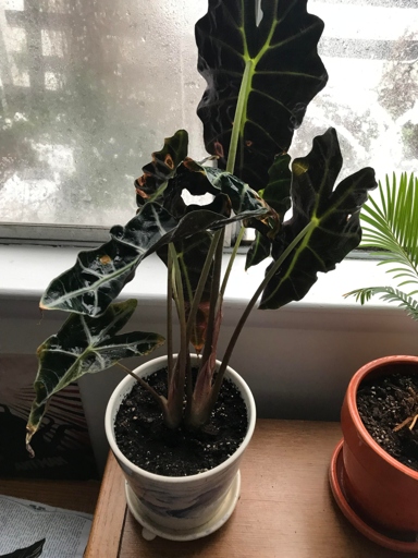 One possible reason your Alocasia is turning brown is because it is not getting enough light.