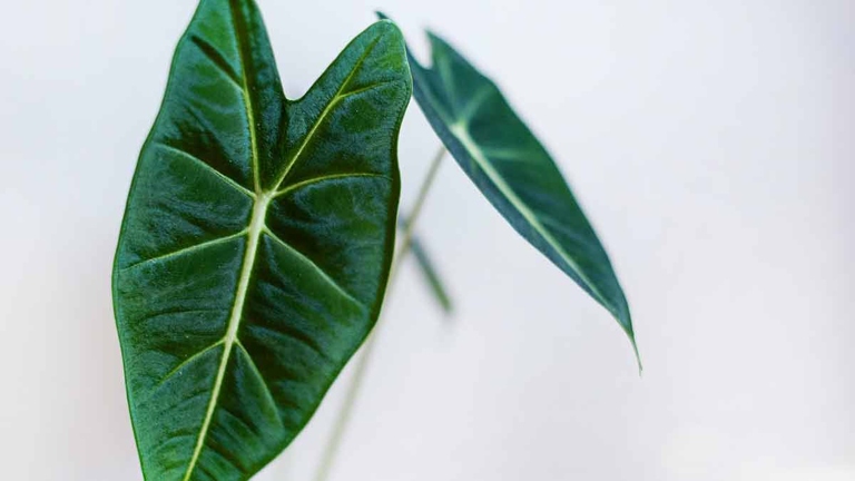 One possible reason your Alocasia is turning brown is because of watering problems.