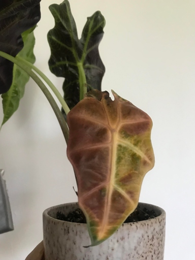 One possible reason your Alocasia is turning brown is that it has a disease.