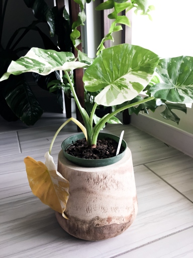 One possible reason your Alocasia may be turning brown is because it is not getting enough light.