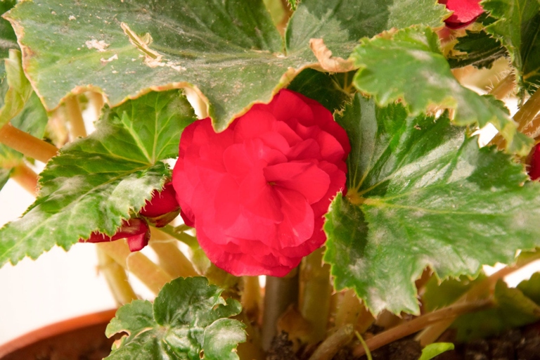 One possible reason your begonia's leaves are curling could be due to the water quality.