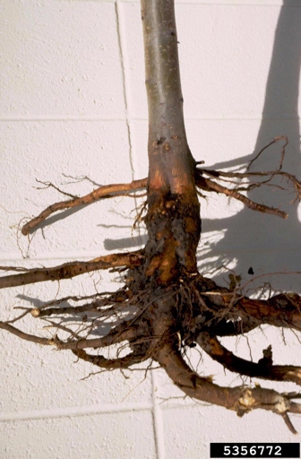 One possible reason your begonias may be dying is due to rhizoctonia crown rot, which is caused by a soil-borne fungus.
