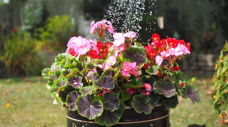 One possible reason your begonias might be dying is a lack of nutrients.