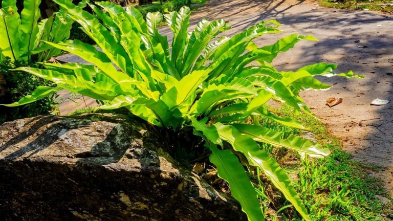 One possible reason your bird's nest fern is dying is because of scale insects.