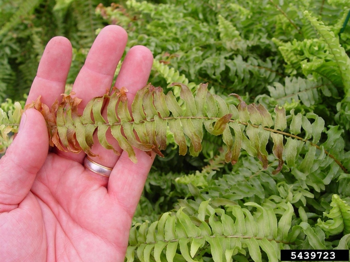 One possible reason your button fern is turning brown is because it is not getting enough water.