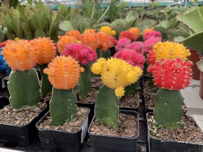 One possible reason your cactus is turning pink is because it's not getting enough light.