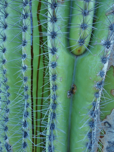 One possible reason your cactus is turning red is because it has a root infection.