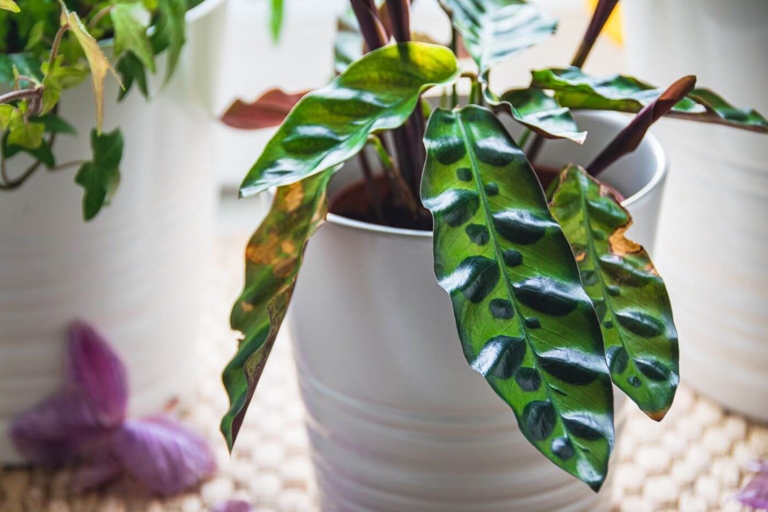 One possible reason your Calathea is drooping is because of low humidity.