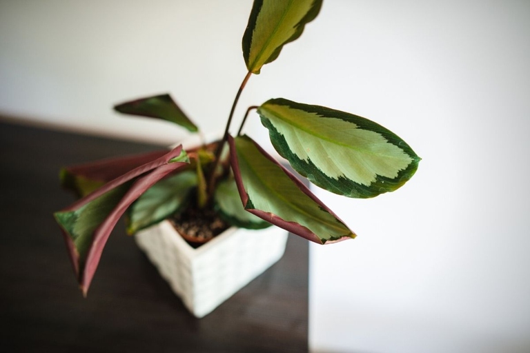 One possible reason your Calathea is drooping is because of the quality of the water you're using.