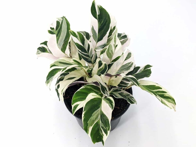 One possible reason your Calathea zebrina leaves are curling is lack of light.