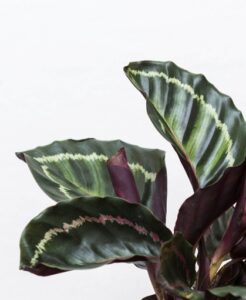 One possible reason your Calathea zebrina leaves are curling is that you are underwatering them.