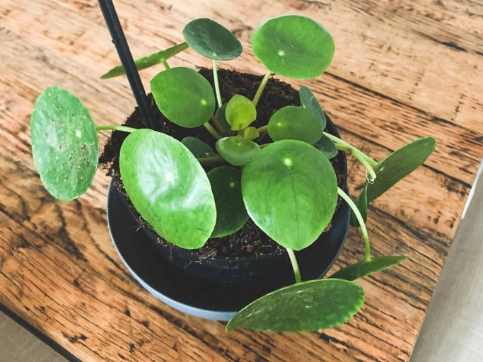 One possible reason your Chinese money plant is dropping leaves is because it's not getting enough light.