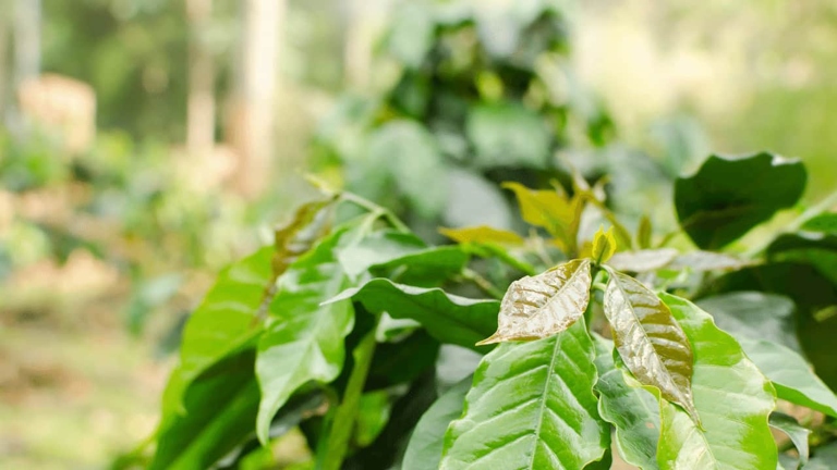 One possible reason your coffee plant is dropping leaves is because it's not getting enough water.