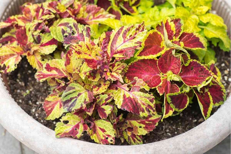 One possible reason your Coleus is wilting could be because you're repotting it at the wrong time of year.