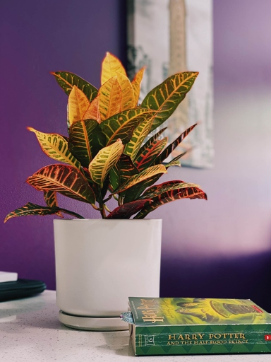 One possible reason your croton plant is losing leaves is that it's not getting enough nutrients.