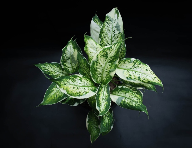 One possible reason your Dieffenbachia is drooping after repotting could be that you didn't water it enough.