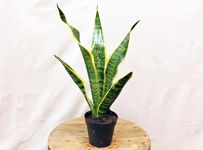 One possible reason your Dieffenbachia is drooping is loss of turgor pressure.