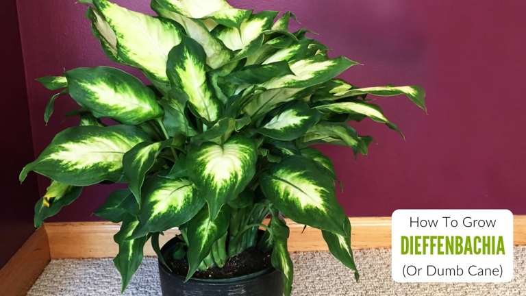 One possible reason your Dieffenbachia is falling over is that it is drafty, either from cold or hot air.