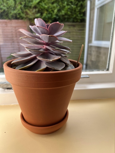 One possible reason your echeveria is leggy is that it's not getting enough light.