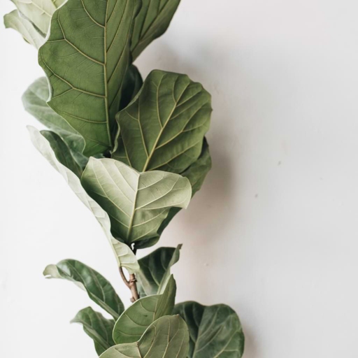One possible reason your fiddle leaf fig has small leaves is stress.